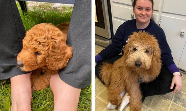 Pes a holka. Foto: snímek obrazovky madey_white / twitter