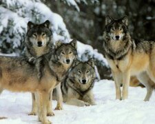 Vlci lidem dali lekci lásky: jak smečka vlků pomohla ženě při porodu