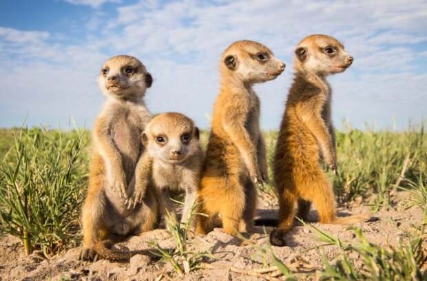 Surikaty. Foto: snímek obrazovky udivitelno.com