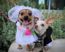 Nerozlučné čivavy. Foto: snímek obrazovky YouTube