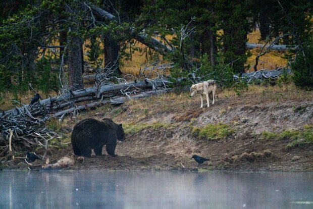 Jak se medvěd grizzly a vlk setkali