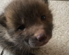 Chlap našel štěně a pokusil se najít jeho majitele. Ukázalo se, že to není štěně