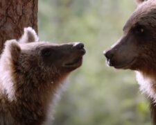 Medvěd. Foto: snímek obrazovky YouTube