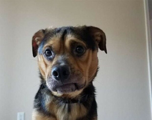 "Neuposlechli žádné rady": jak nejsmutnější pes získal novou rodinu