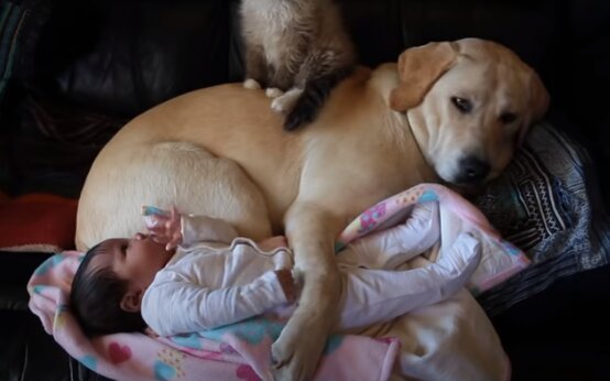 Zatímco nikdo neviděl, pes a kotě běželi k dítěti, ale do místnosti vstoupila matka: nevěděla, že zvířata budou se s dítětem bavit