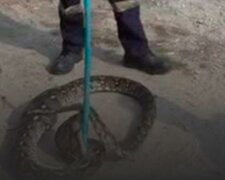 Třímetrová krajta kousla chytače hadů, který se ji pokusil chytit holýma rukama, a dostala se na video