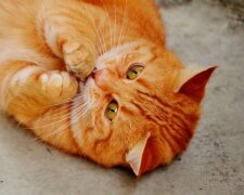 Kocour dobyl síť. Jedna fotka v lednici ukázala, s čím se musí všichni kocouři potýkat