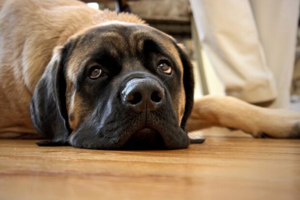 Zdroj fotografie: Cappi Thompson/Getty Images