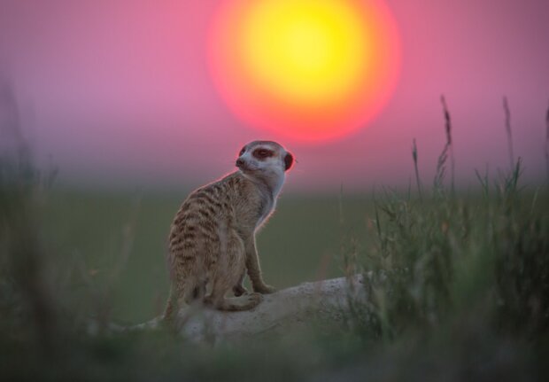 Surikaty. Foto: snímek obrazovky udivitelno.com