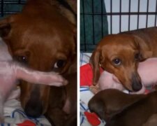 Adoptivní máma: Prase opustilo prasátko, ale fenka jezevčíka si ho adoptovala