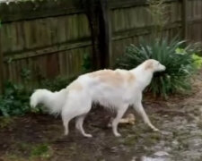 Majitel psa strávil 400 dolarů na konzultaci veterináře, aby zjistil, že jeho pes kulhá ne kvůli nemoci