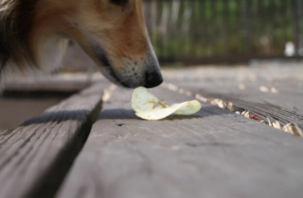 Pes. Foto: snímek obrazovky ukr.media