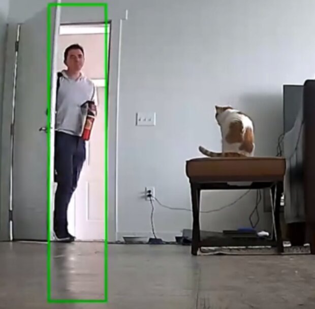 Kočka. Foto: snímek obrazovky TikTok