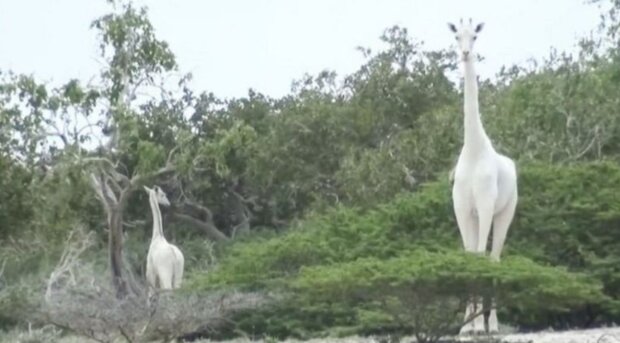 Fotografie: ISHAQBINI HIROLA COMMUNITY CONSERVANCY