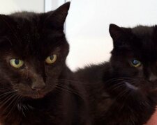 „Nerozluční bratři“: kocoury, kteří spolu žili 21 let, našli nový společný domov