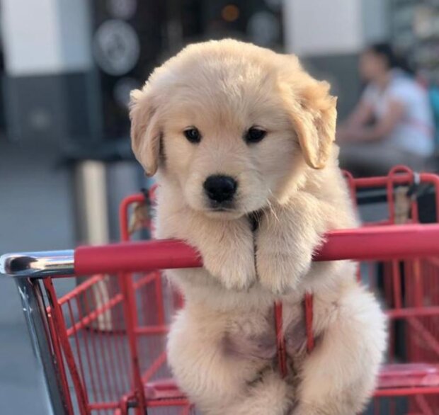 Fotografie: instagram.com