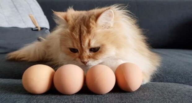 Majitelé a majitelky koček dávají chlupatým vejce a těší se na reakci mazlíčka. Ale magie nefunguje pro všechny čtyřnohé