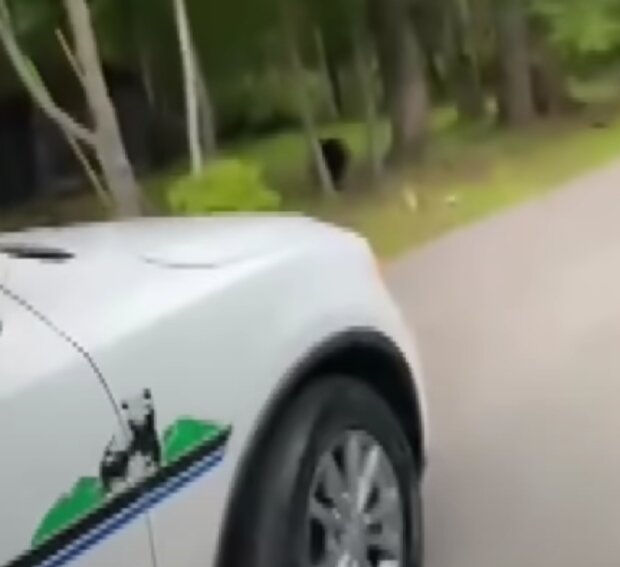 Nezvaný host. Foto: snímek obrazovky YouTube