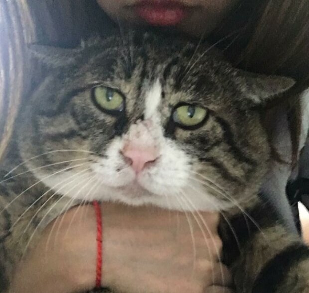 Fotografie: duck.show