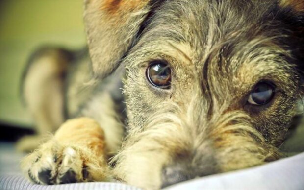 Úžasné fotografie nečistokrevných psů, které jsou udělány s láskou