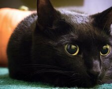 Jak černé kočky přinášejí štěstí a baví návštěvníky kavárny