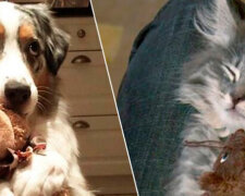 Plyšové příběhy: zvířata, která nemohou žít bez oblíbené hračky