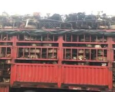 Chlap zastavil náklaďák s tisícem psů, kteří byli vzati na "poslední cestu"