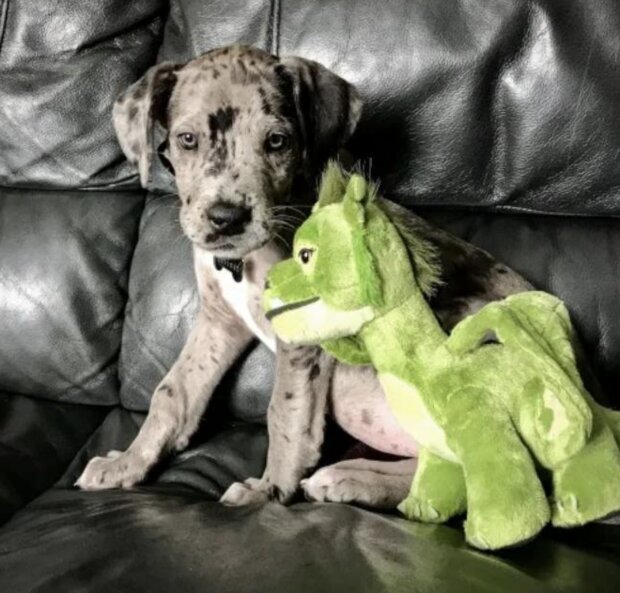 Pes a hračka. Foto: snímek obrazovky metro.co.uk