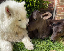 "Byl vždy přitahován k kravám": Jak se samojed spřátelil s osiřelými telaty a začal je pečovat