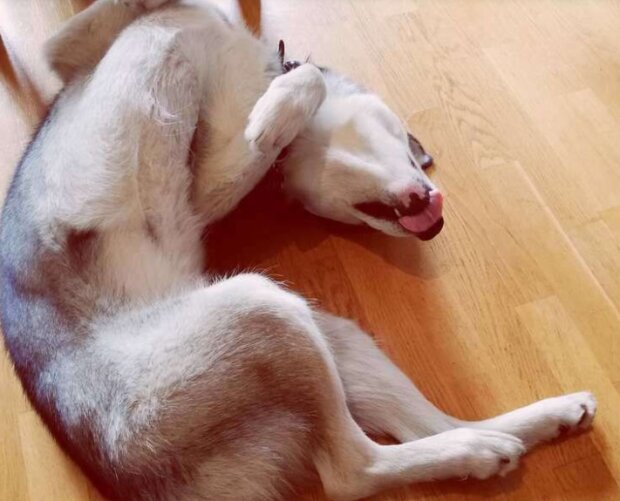 Fotografie: duck.show