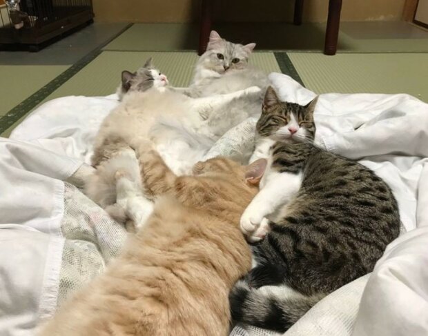 Fotografie: 4tololo.ru