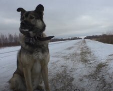 Toulavá fenka začala rodit uprostřed ulice i kolemjdoucí: Na pomoc přišli dobrovolníci z útulku pro zvířata