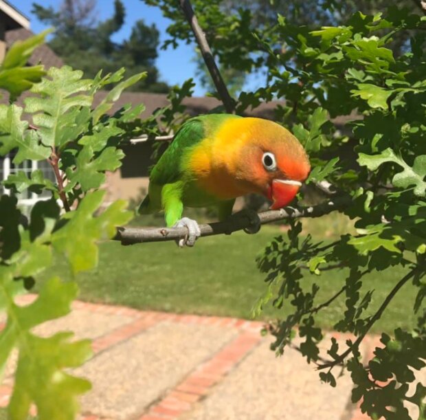 Papoušek. Foto: snímek obrazovky laykni.com