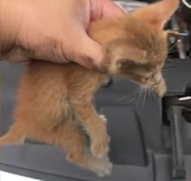 Kočka. Foto: snímek obrazovky dailymail.co.uk