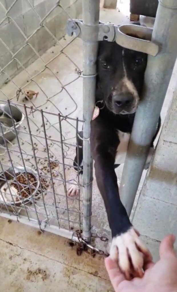 Pes. Foto: snímek obrazovky laykni.com