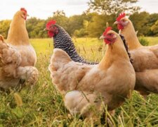 Francouzský farmář začal používat slepice místo pesticidů: jak to funguje