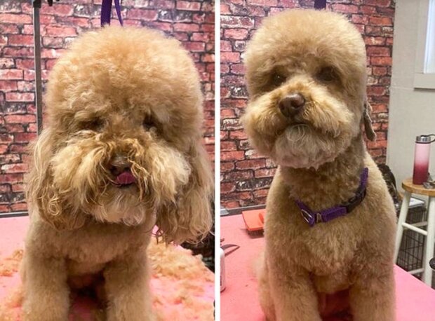 Fotografie: duck.show