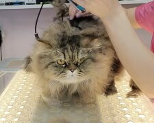 Kočka, Foto: snímek obrazovky YouTube