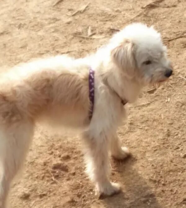 Pes. Foto: snímek obrazovky goodhouse.ru