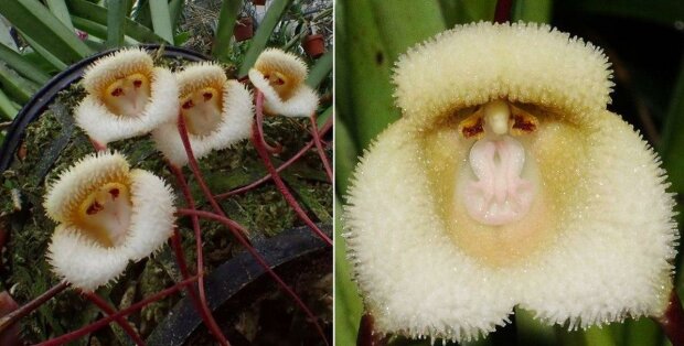 Tyto vzácné orchideje vypadají jako malé opičí tváře