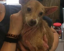 Rodina našla psa, který byl ztracen před šesti lety: velmi dojemný příběh