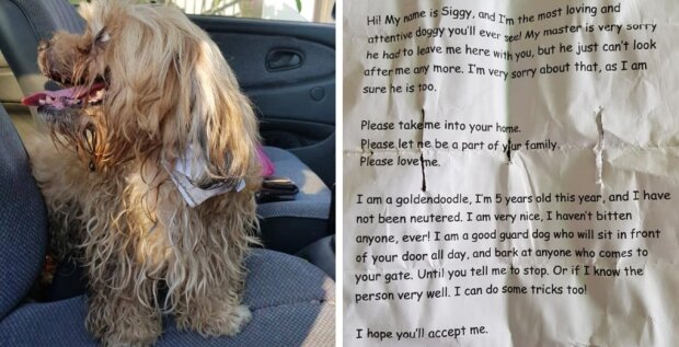 Muž zachránil psa, na jehož obojku našel vzkaz s nečekaným příběhem