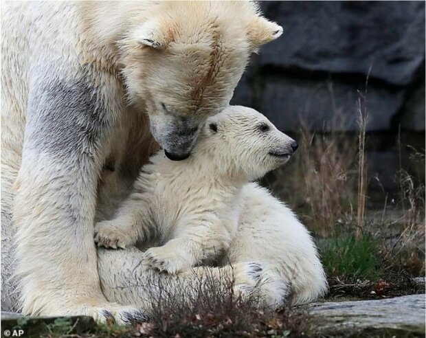 Maličké lední medvídě se učí plavat pod láskyplným dohledem své matky. Zhlédněte dechberoucí video
