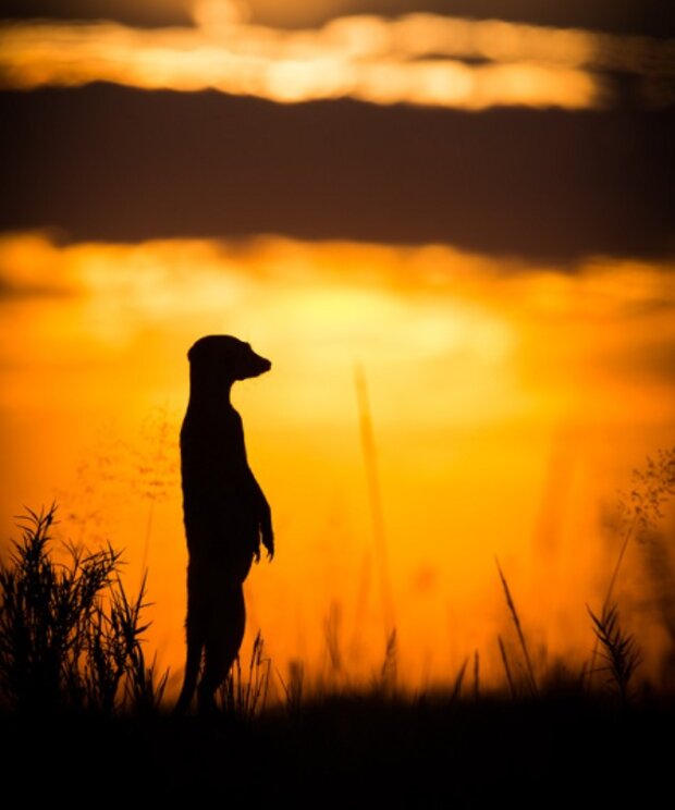 Surikaty. Foto: snímek obrazovky udivitelno.com