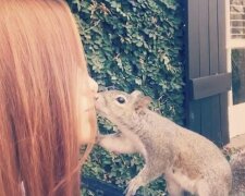 Žena zachránila zraněnou veverku a ona, aby jí poděkovat navštěvuje její dům již 8 let