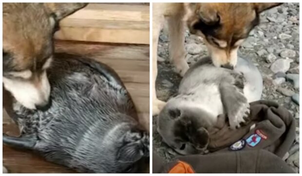 Pes a tuleň. Foto: snímek obrazovky YouTube