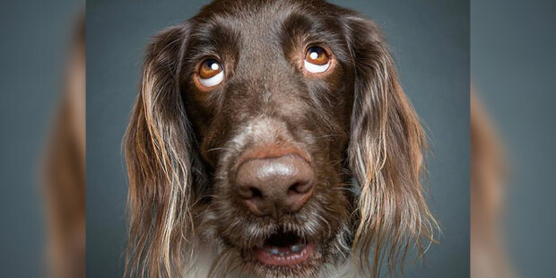 "Psi pochybují o rozumnosti fotografa": o čem psi mluví, když mlčí