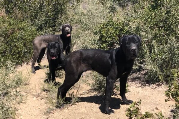 Tři psi se ztratili v horách a zdivočelí. Díky vynalézavosti se je podařilo zachránit