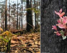 "Příroda říká: “Všechno bude v pořádku.” V Austrálii ožívají první květiny a keře