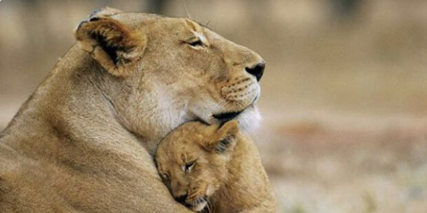 Jen maminka může tak sladce objímat: snímky maminek-zvířat s jejich mláďaty